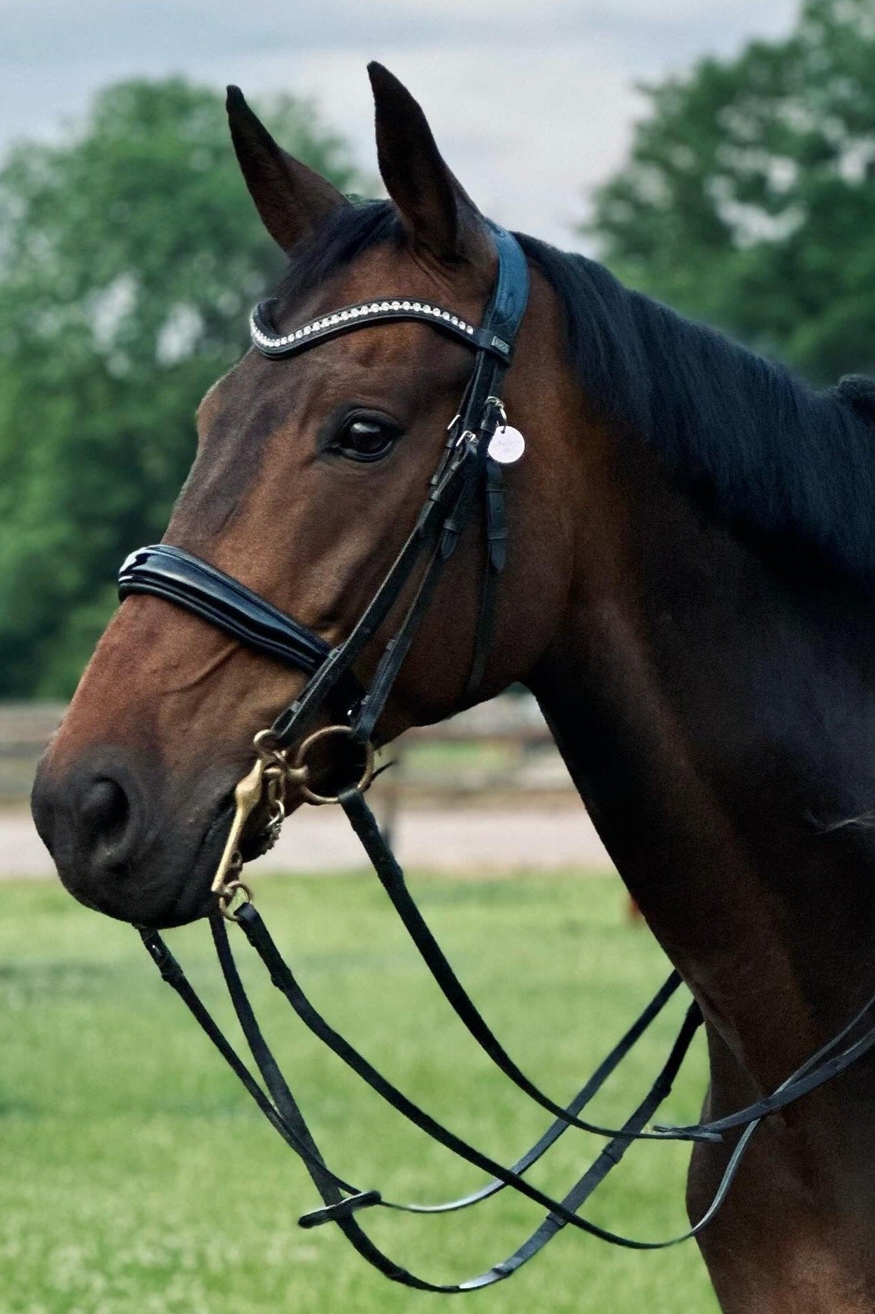 Kandare Kairo schwarz lack mit silbernen Beschlägen- inkl. Kandaren und Trensezügel von der Marke Ascot Reitsportartikel.