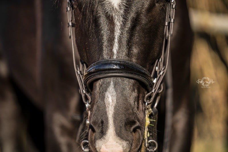 Kandare Saint - Tropez - Ascot Reitsportschwarz lack/ kroko schwarzer Strass mit silbernen Beschlägen