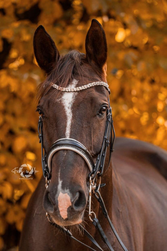 Kandare Saint - Tropez - Ascot Reitsportschwarz lack/ weiß/ silberner Strass mit silbernen Beschlägen