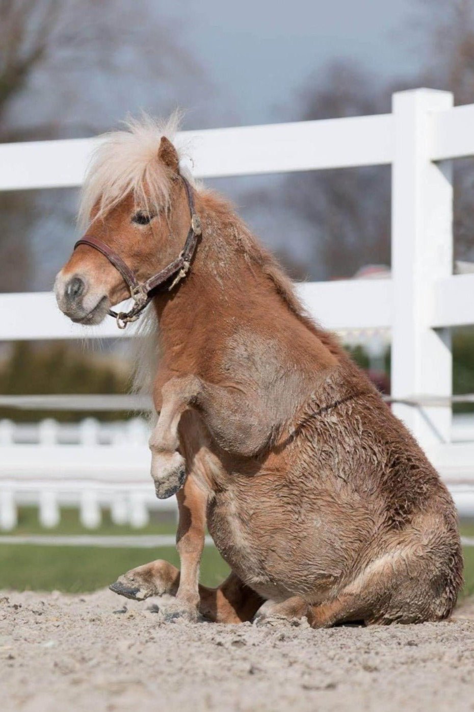 Dunkelbraunes weich unterlegtes Lederhalfter für Shettys von der Marke Ascot Reitsportartikel - pflanzlich gegerbt.