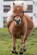 Load image into Gallery viewer, Dunkelbraunes weich unterlegtes Lederhalfter für Shettys von der Marke Ascot Reitsportartikel- pflanzlich gegerbt.
