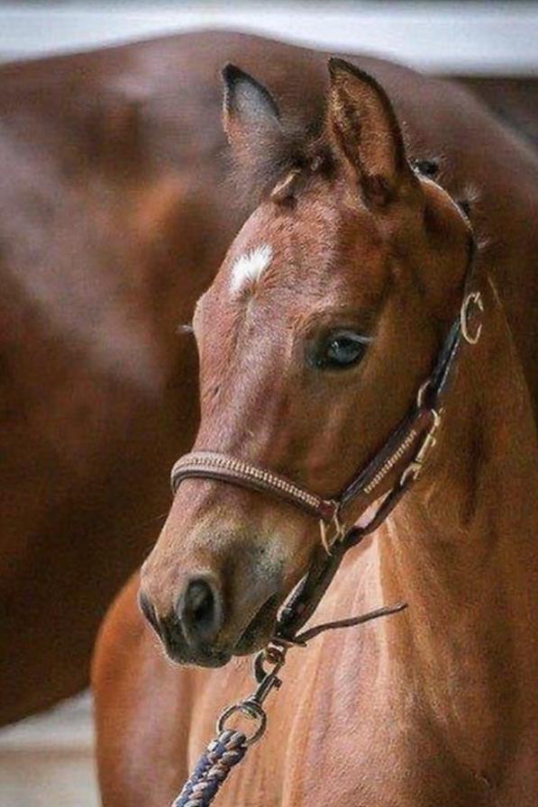 Lederhalfter mit eingefasstem Strass für die Kleinen - Ascot Reitsportbraun/ goldener Strass