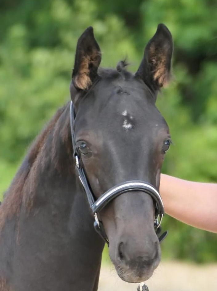 Schwarzes Lederhalfter mit eingefasstem silbernem Strass für die Kleinen von der Marke Ascot Reitsportartikel.