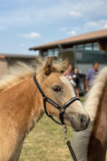 Load image into Gallery viewer, Hochwertiges schwarzes Lederhalfter mit eingefasstem Strass und Lack von der Marke Ascot Reitsportartikel- pflanzlich gegerbt
