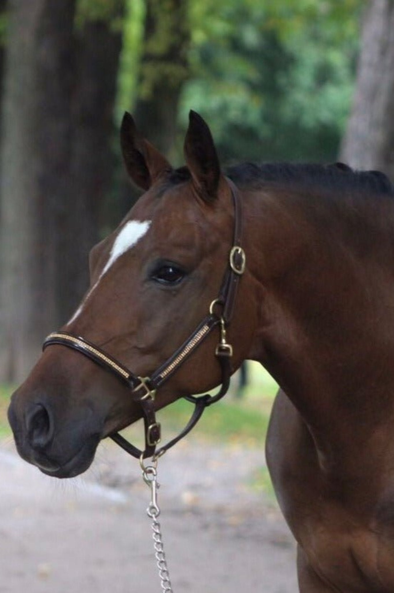 Braunes Lederhalfter mit eingefasstem goldenen Strass und Lack von der Marke Ascot Reitsportartikel.