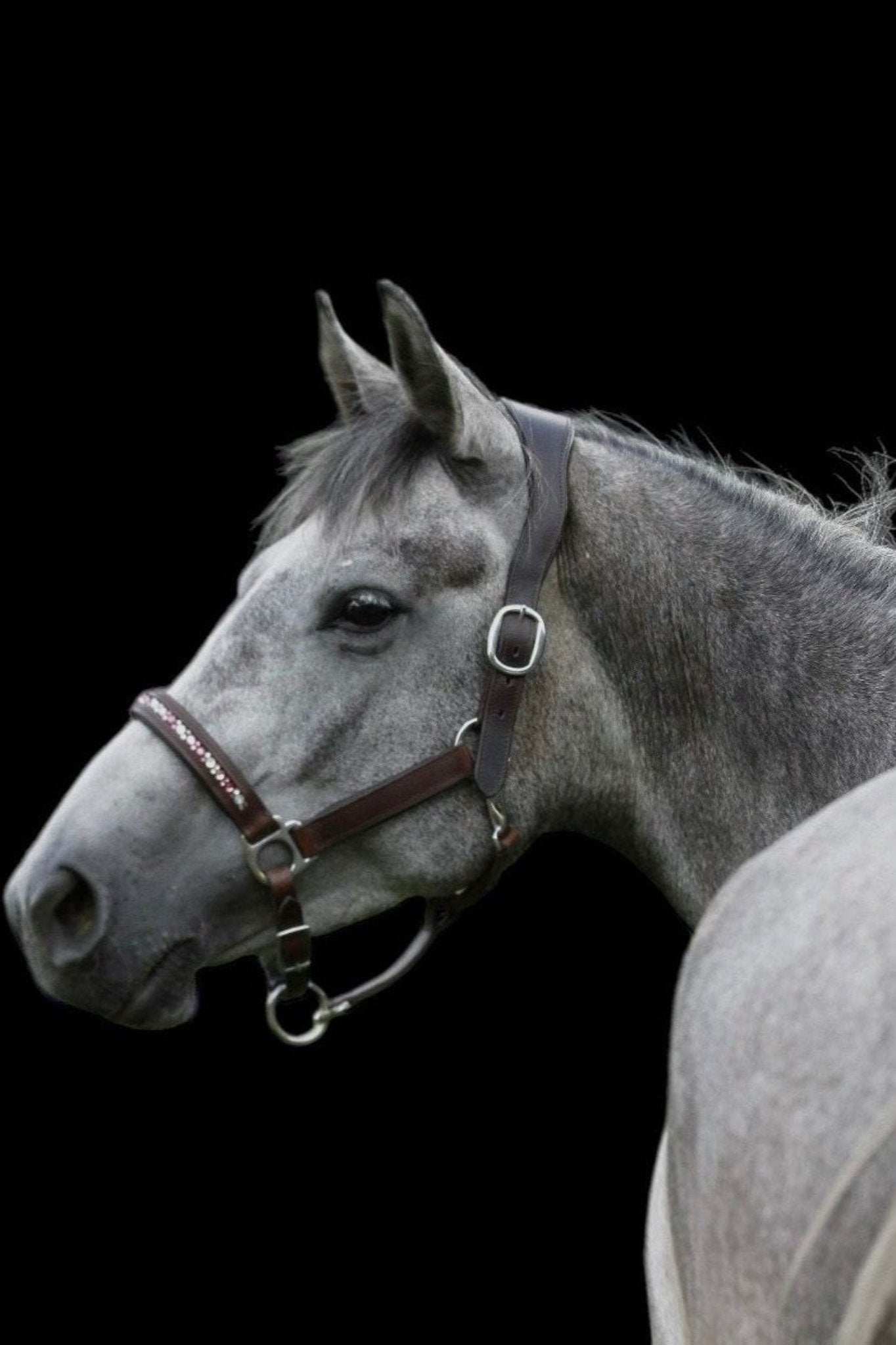 Lederhalfter mit innenliegenden Strasssteinen - Ascot Reitsportbraun/ gold/ Messingbeschläge