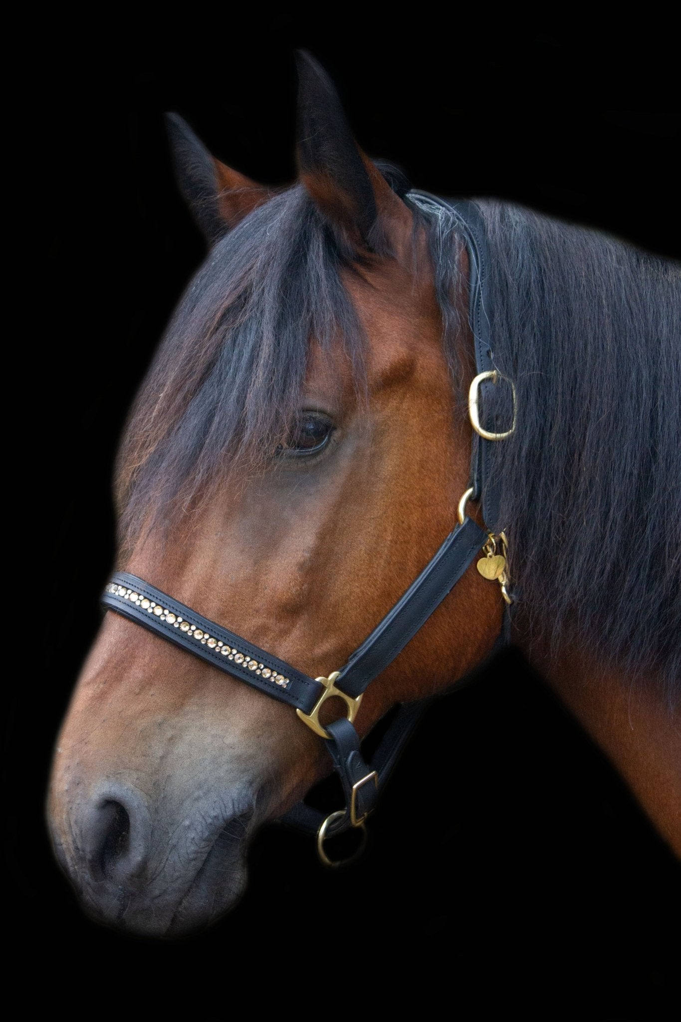 Lederhalfter mit innenliegenden Strasssteinen - Ascot Reitsportschwarz/ gold/ Messingbeschlägen