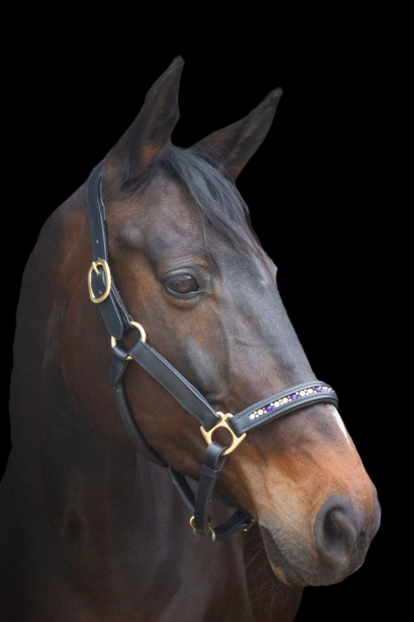 Lederhalfter mit innenliegenden Strasssteinen - Ascot Reitsportschwarz/ lila mehrfarbig/ Messingbeschläge