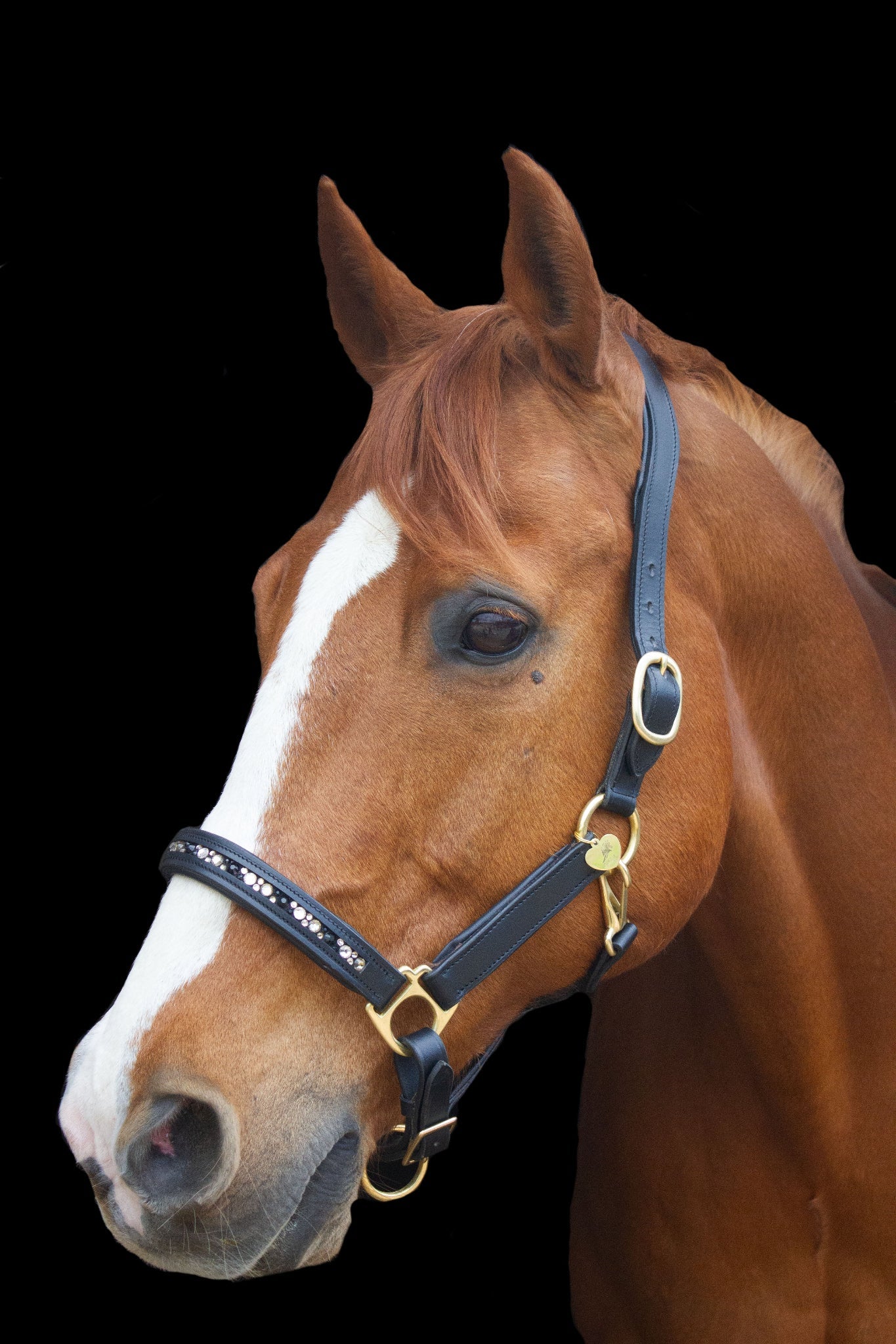 Lederhalfter mit innenliegenden Strasssteinen - Ascot Reitsportschwarz/ schwarz mehrfarbig/ Messingbeschläge