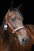 Load image into Gallery viewer, Lederhalfter mit weißer Ziernaht und Gravurplatte - Ascot Reitsportcognac
