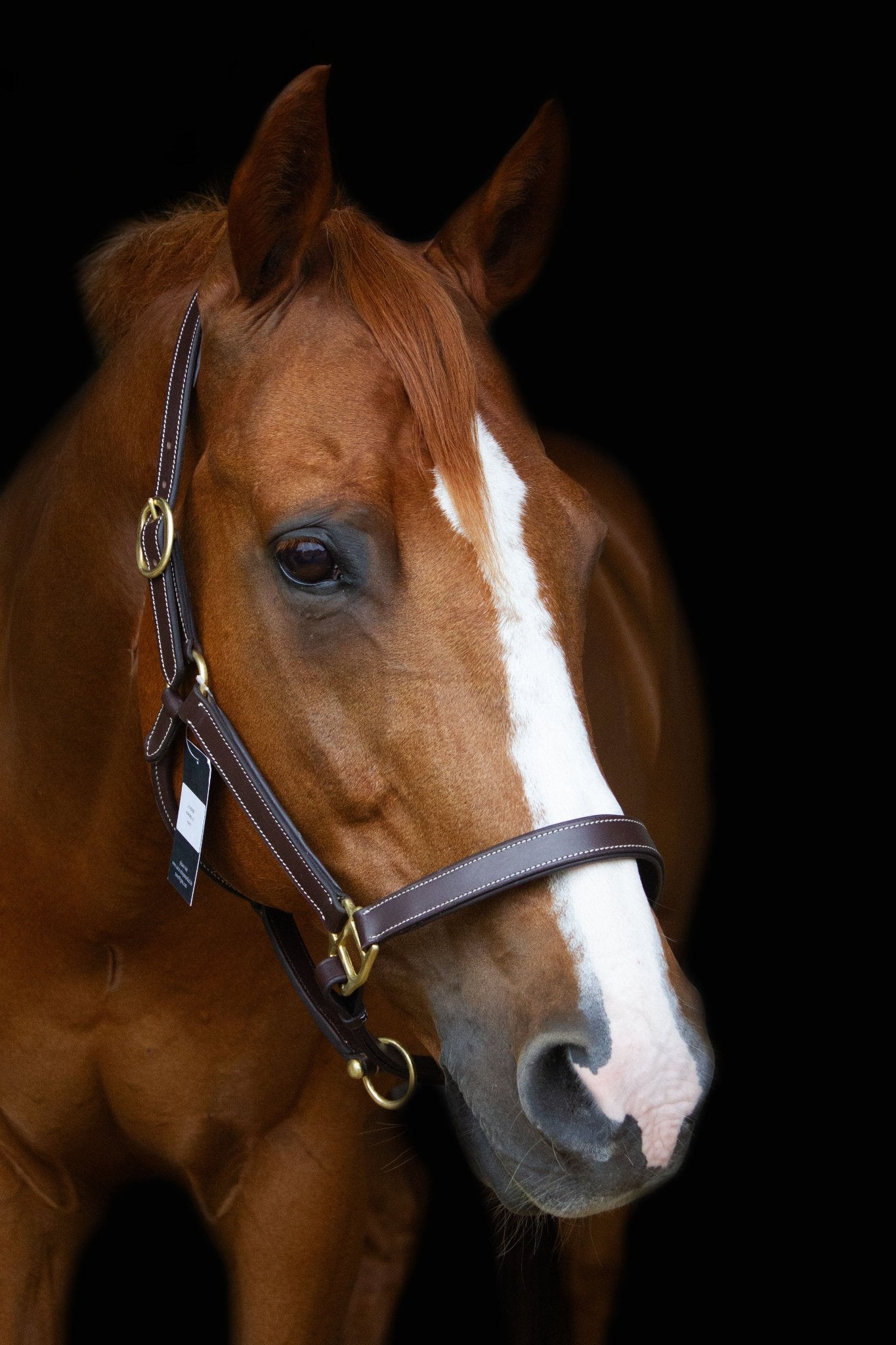 Lederhalfter mit weißer Ziernaht und Gravurplatte - Ascot Reitsportdunkelbraun