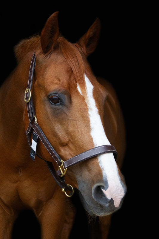 Lederhalfter mit weißer Ziernaht und Gravurplatte - Ascot Reitsportdunkelbraun