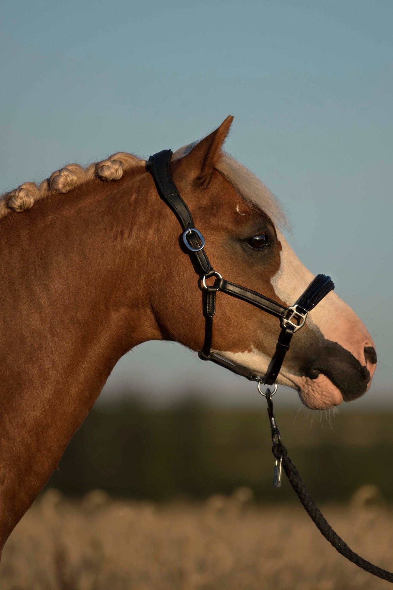 Lederhalfter Saint - Tropez für die Kleinen - Ascot Reitsportschwarz/ schwarze Steine/ Edelstahlbeschläge