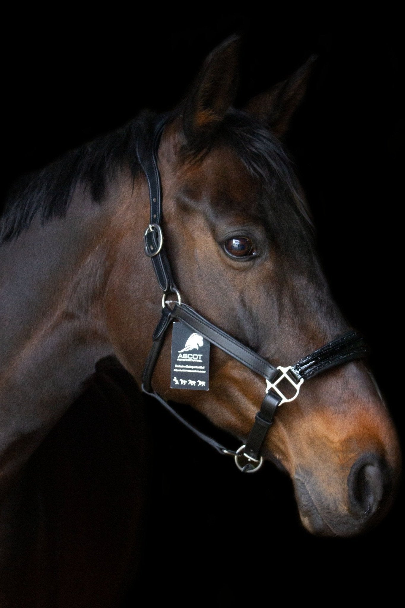 pflanzlich gegerbtes Lederhalfter Saint-Tropez - Ascot Reitsport - schwarz/ kroko/ kleine schwarze Steine/ Edelstahlbeschläge