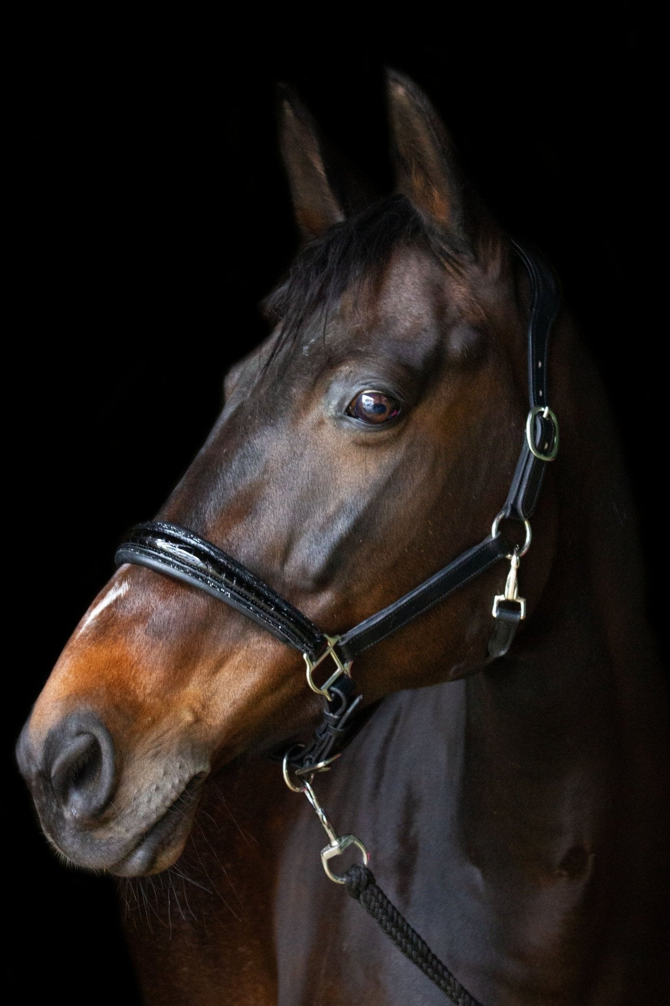 pflanzlich gegerbtes Lederhalfter Saint-Tropez - Ascot Reitsport - schwarz/ kroko/ kleine schwarze Steine/ Edelstahlbeschläge