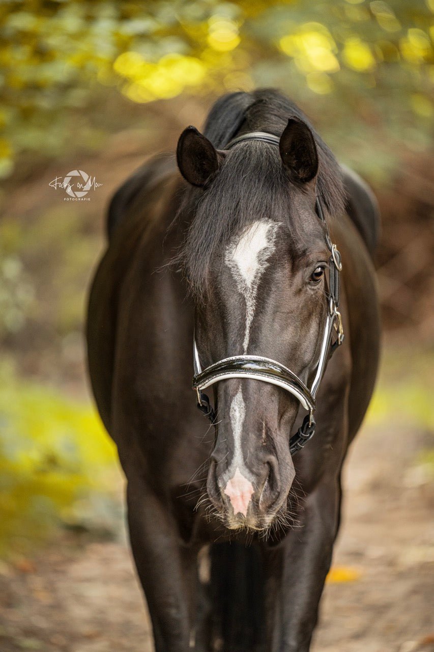 Lederhalfter Saint - Tropez - Ascot Reitsportschwarz/ kroko/ schwarze Steine/ Edelstahlbeschläge