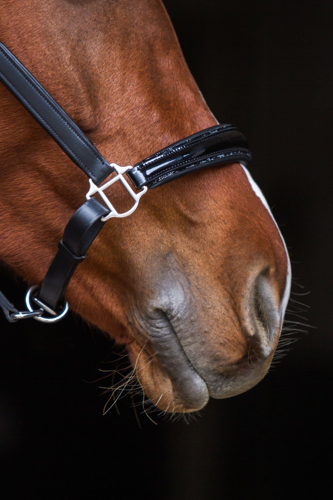 Lederhalfter Saint - Tropez - Ascot Reitsportschwarz/ schwarze Steine/ Edelstahlbeschläge