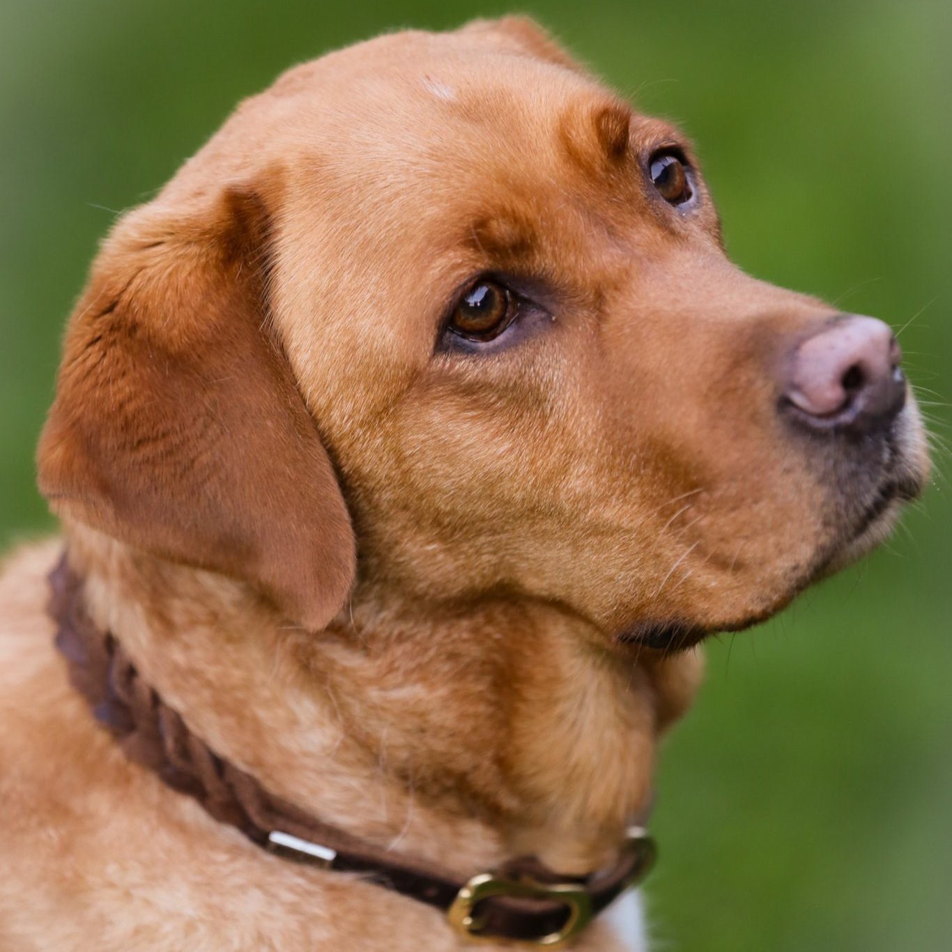 Lederhundehalsband geflochten - Ascot Reitsportbraun mit Messingbeschlägen