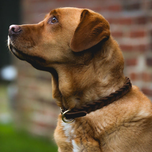 Lederhundehalsband geflochten - Ascot Reitsportbraun mit Messingbeschlägen