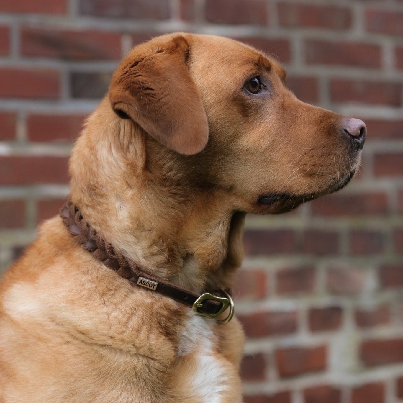 Lederhundehalsband geflochten - Ascot Reitsportbraun mit Messingbeschlägen