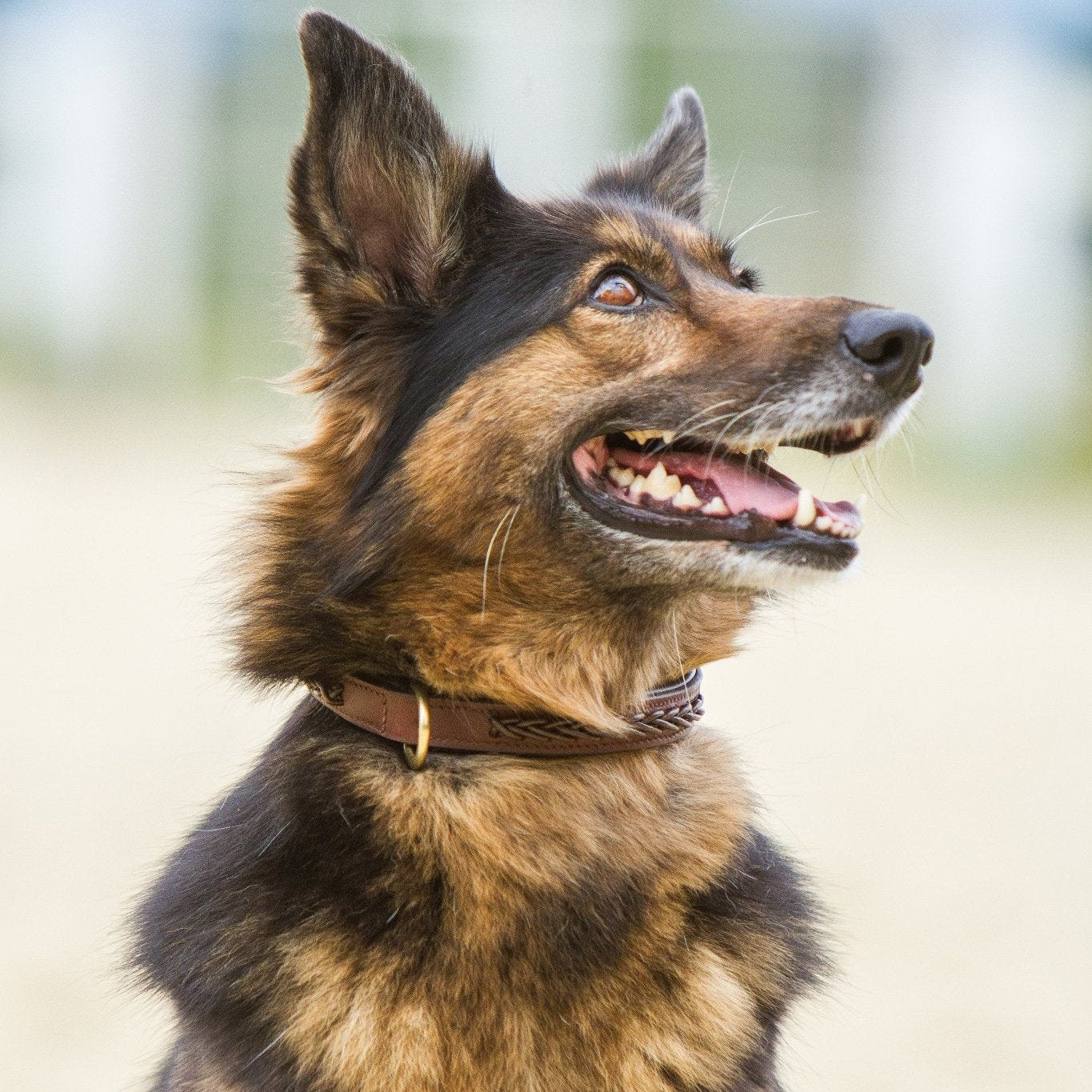 Lederhundehalsband mit geflochtenem Design - Ascot ReitsportDunkelbraun mit Messingbeschlägen