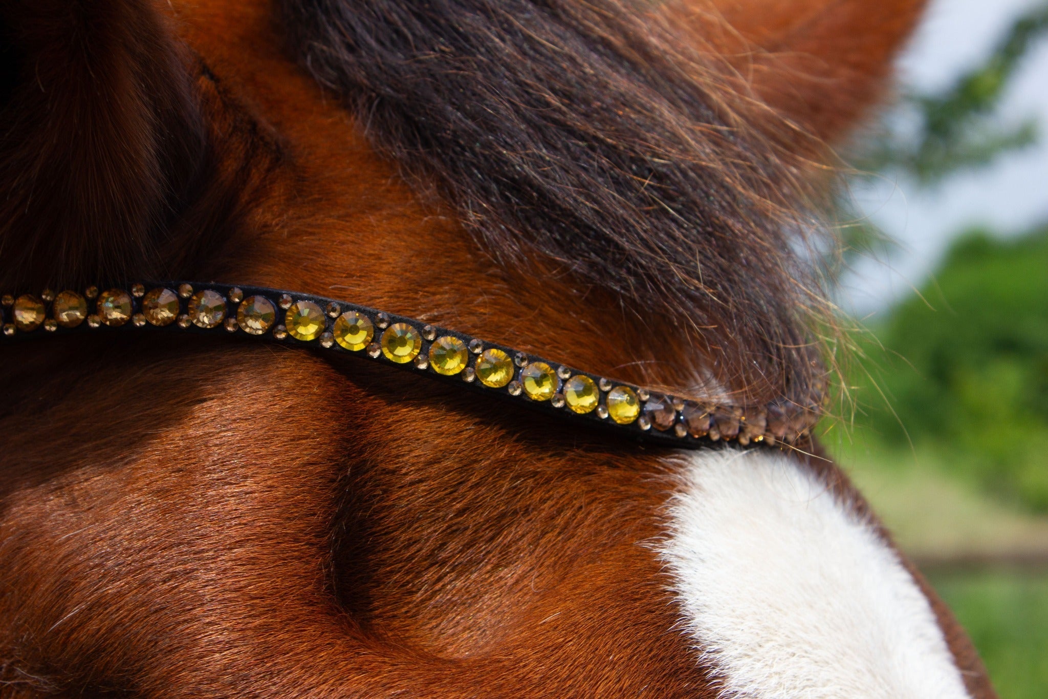 Ein schmaler Stirnriemen mit goldenem Farbverlauf von der Marke Ascot Reitsportartikel.