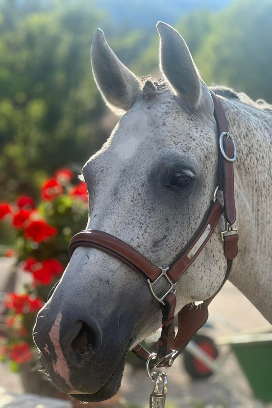 softes Lederhalfter mit Gravurplatte - Ascot Reitsport cognac silberne Beschläge & Gravurplatte