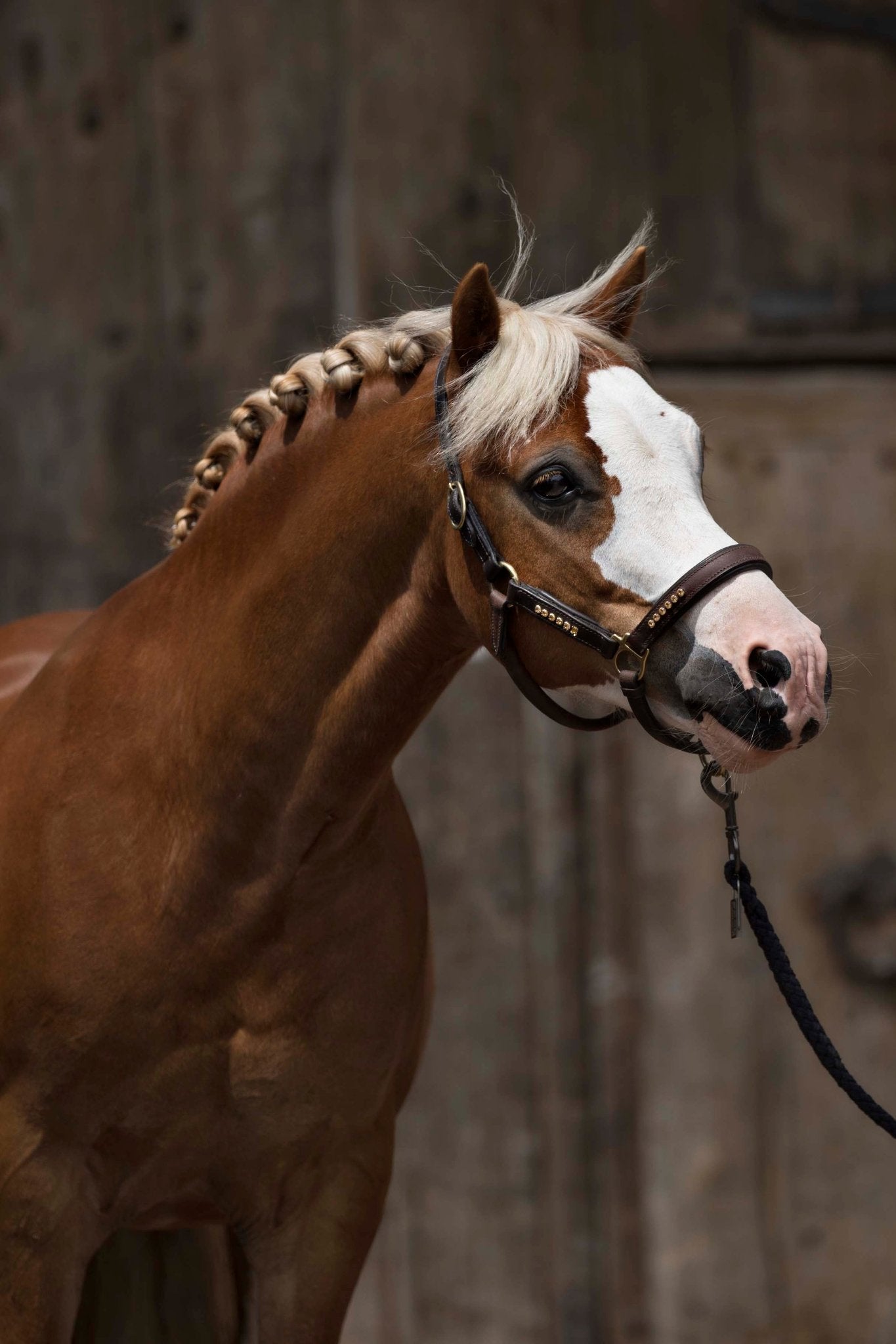 softes Lederhalfter mit Strasssteinen - Ascot Reitsportbraun/ gold/ mit Messingbeschlägen