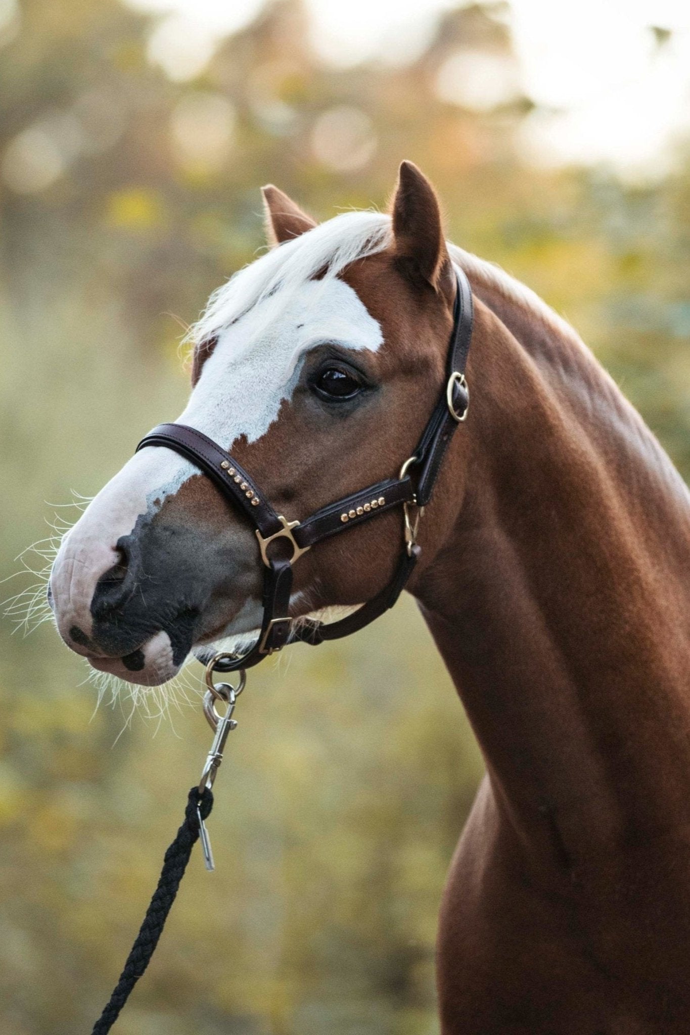 Ein Pferd trägt ein braunes Lederhalfter der Marke Ascot Reitsportartikel. Dieses Halfter hat goldene Strasssteine.