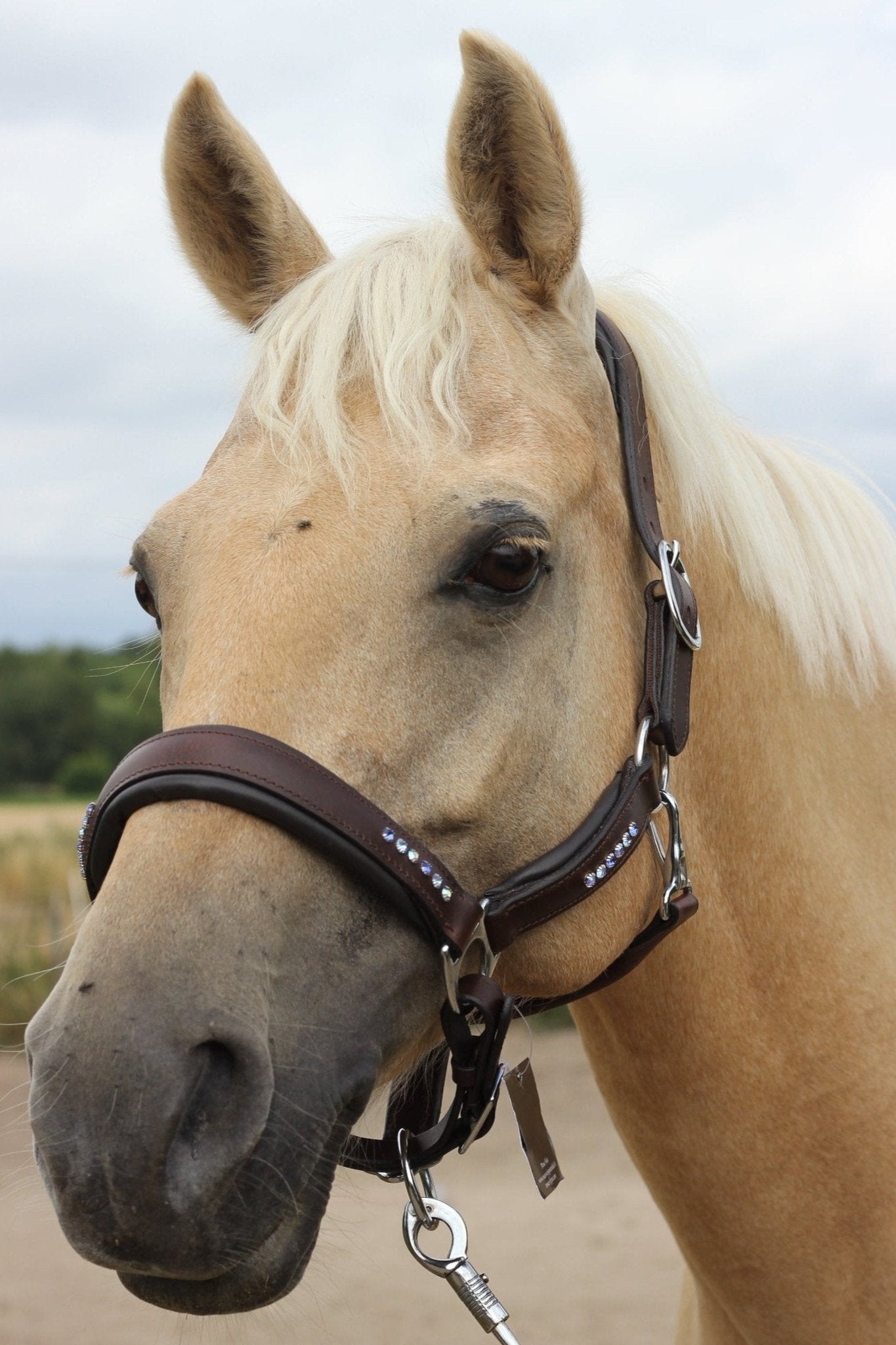 Ein Palomino trägt ein braunes weich unterlegtes Lederhalfter mit blauen Glitzersteinen von der Marke Ascot Reitsportartikel.