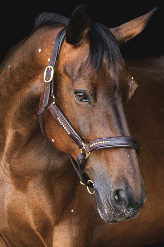 Ein Pferd trägt ein braunes weich unterlegtes Lederhalfter mit goldenen Glitzersteinen von der Marke Ascot Reitsportartikel.