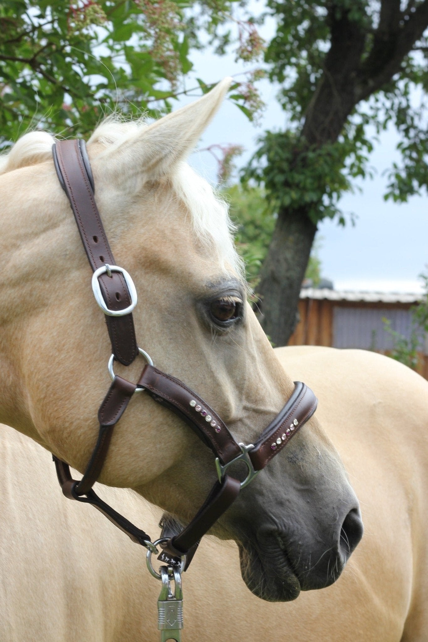 Ein Palomino trägt ein braunes weich unterlegtes Lederhalfter mit lila Glitzersteinen von der Marke Ascot Reitsportartikel.