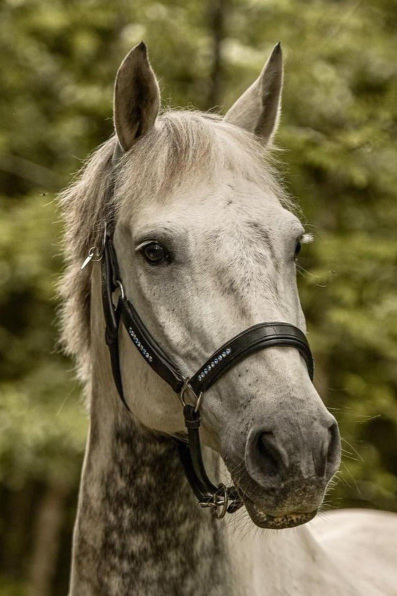 Ein Pferd trägt ein schwarzes weich unterlegtes Lederhalfter mit blauen Glitzersteinen von der Marke Ascot Reitsportartikel.