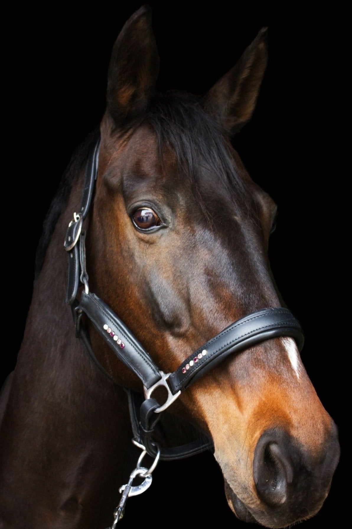 Ein Pferd trägt ein schwarzes weich unterlegtes Lederhalfter mit lila Glitzersteinen von der Marke Ascot Reitsportartikel.