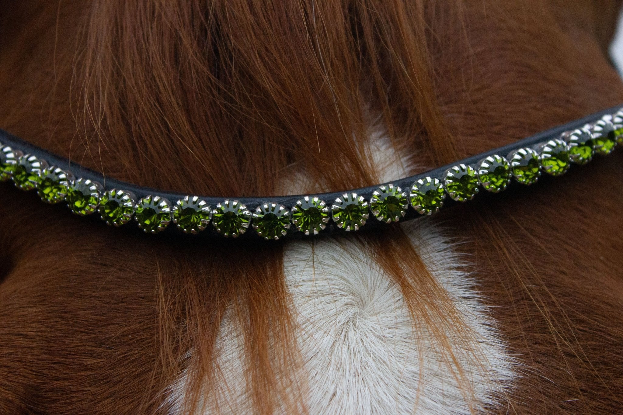 Stirnriemen Diamond (Nr. 5.) - Ascot Reitsport5.6 (moss green)