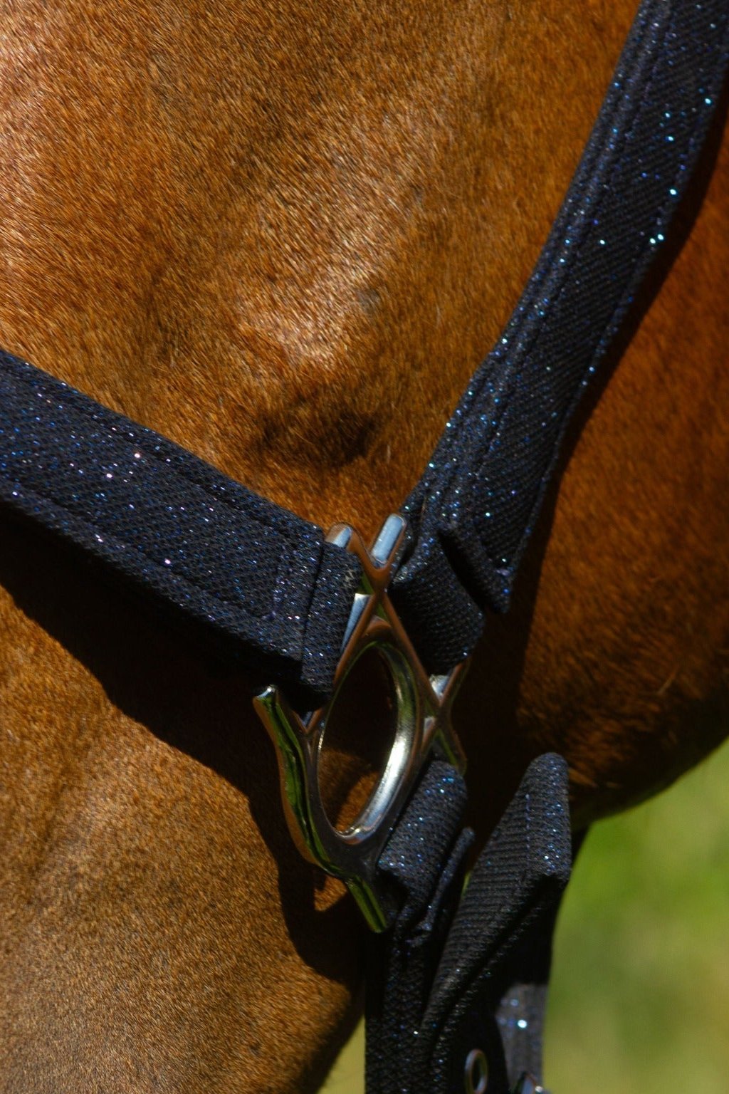 Funkelndes blaues Nylonhalfter time to shine von der Marke Ascot Reitsportartikel