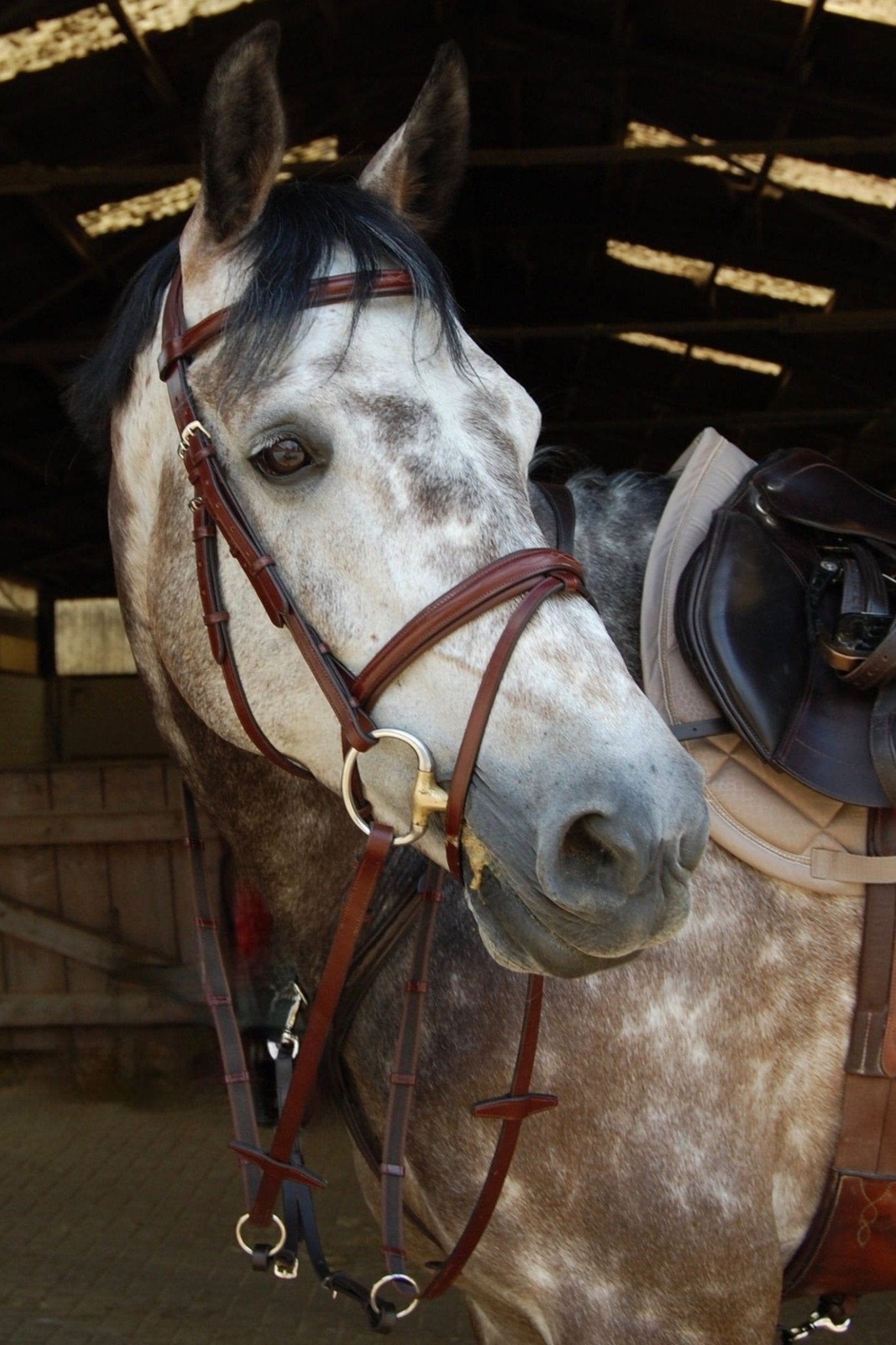 Trense Aachen - Ascot Reitsportcognac/ Ziernaht mit silbernen Beschlägen