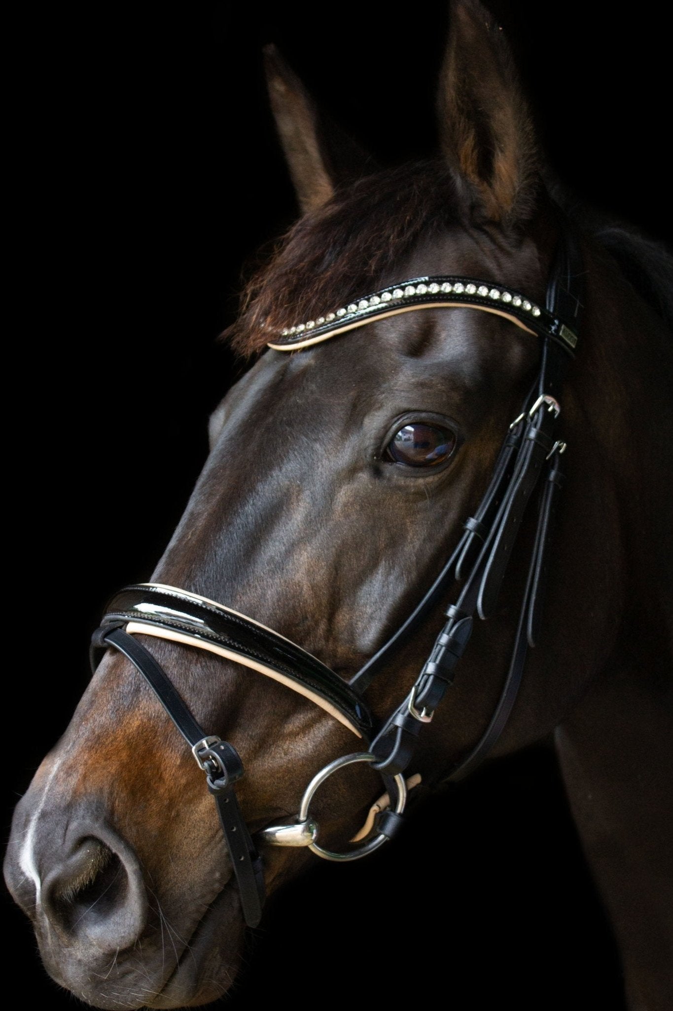 Anatomische Trense Ascot (englisch-kombiniert) schwarz/ beige lack mit silbernen Beschlägen von Ascot Reitsportartikel.