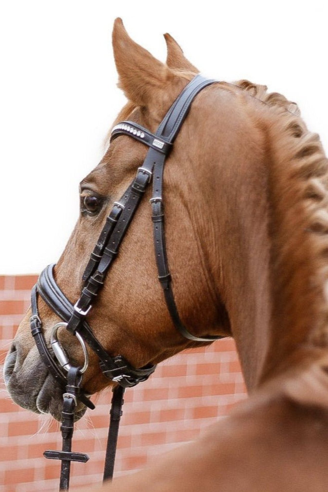 Anatomische Trense Ascot (englisch-kombiniert) schwarz matt mit silbernen Beschlägen von der Marke Ascot Reitsportartikel.