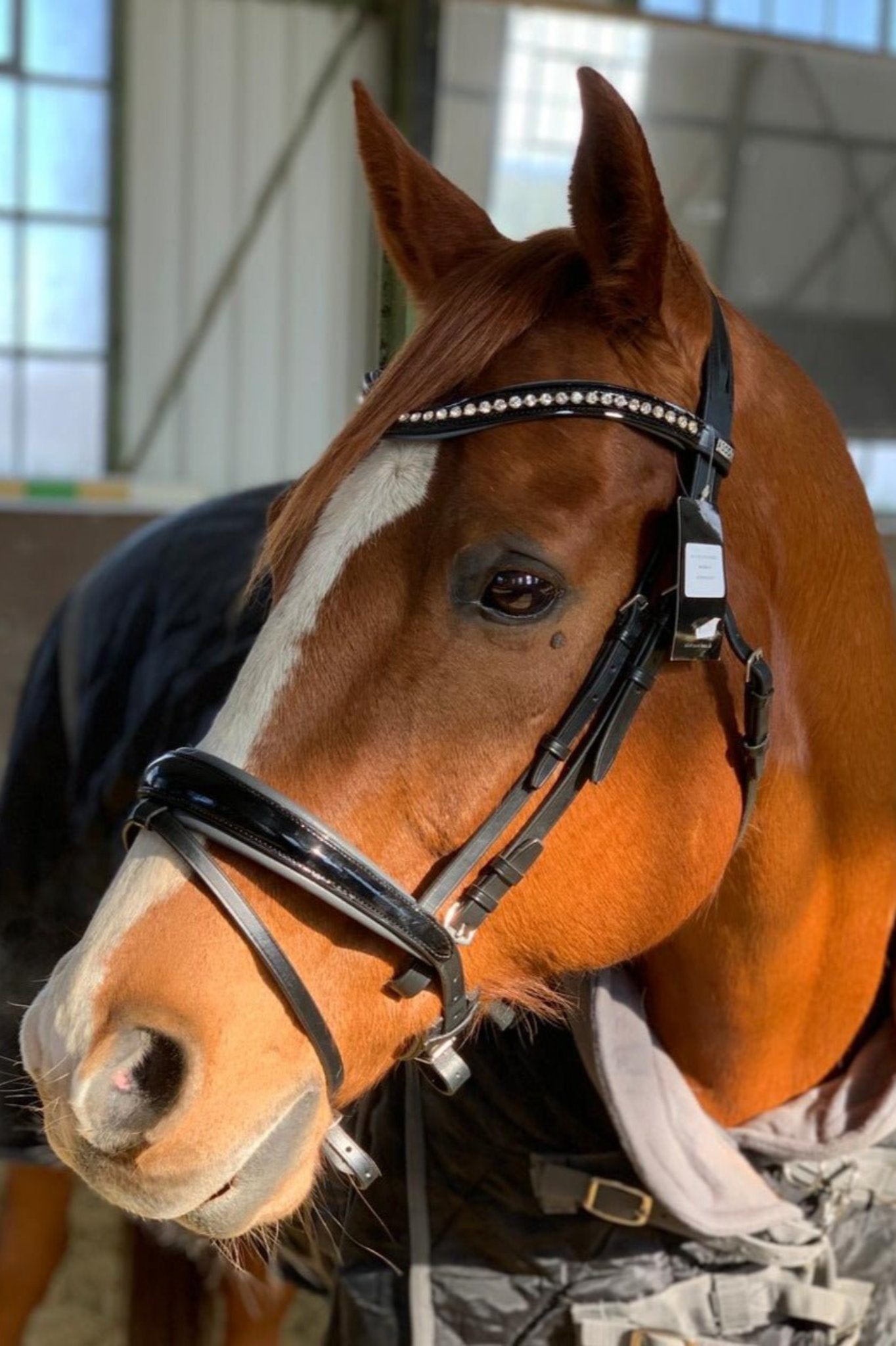 Anatomische Trense Ascot (englisch-kombiniert) schwarz/ grau lack mit silbernen Beschlägen von Ascot Reitsportartikel.