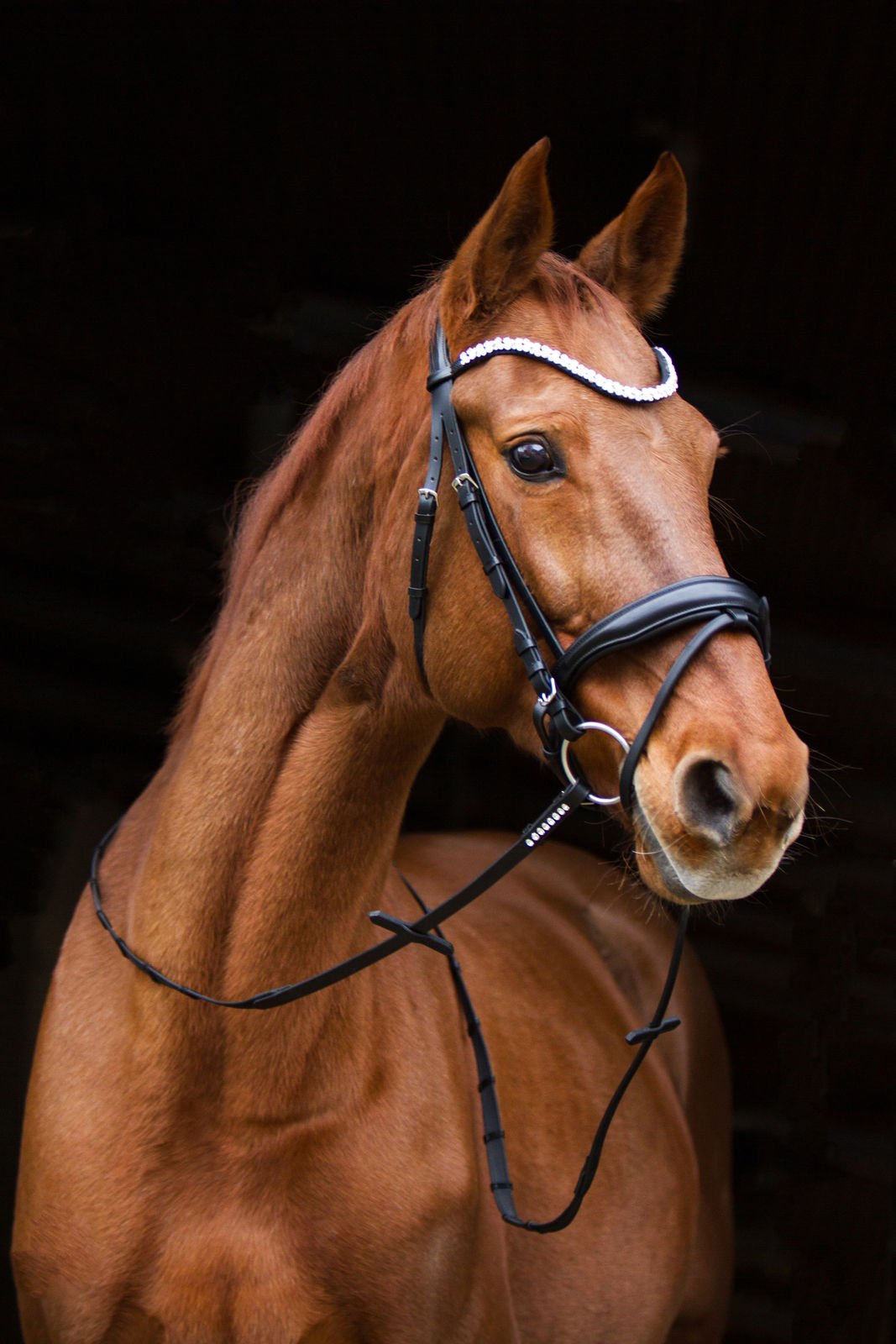 Trense Ascot (schwedisch - kombiniert) - Ascot Reitsportschwarz matt mit silbernen Beschlägen