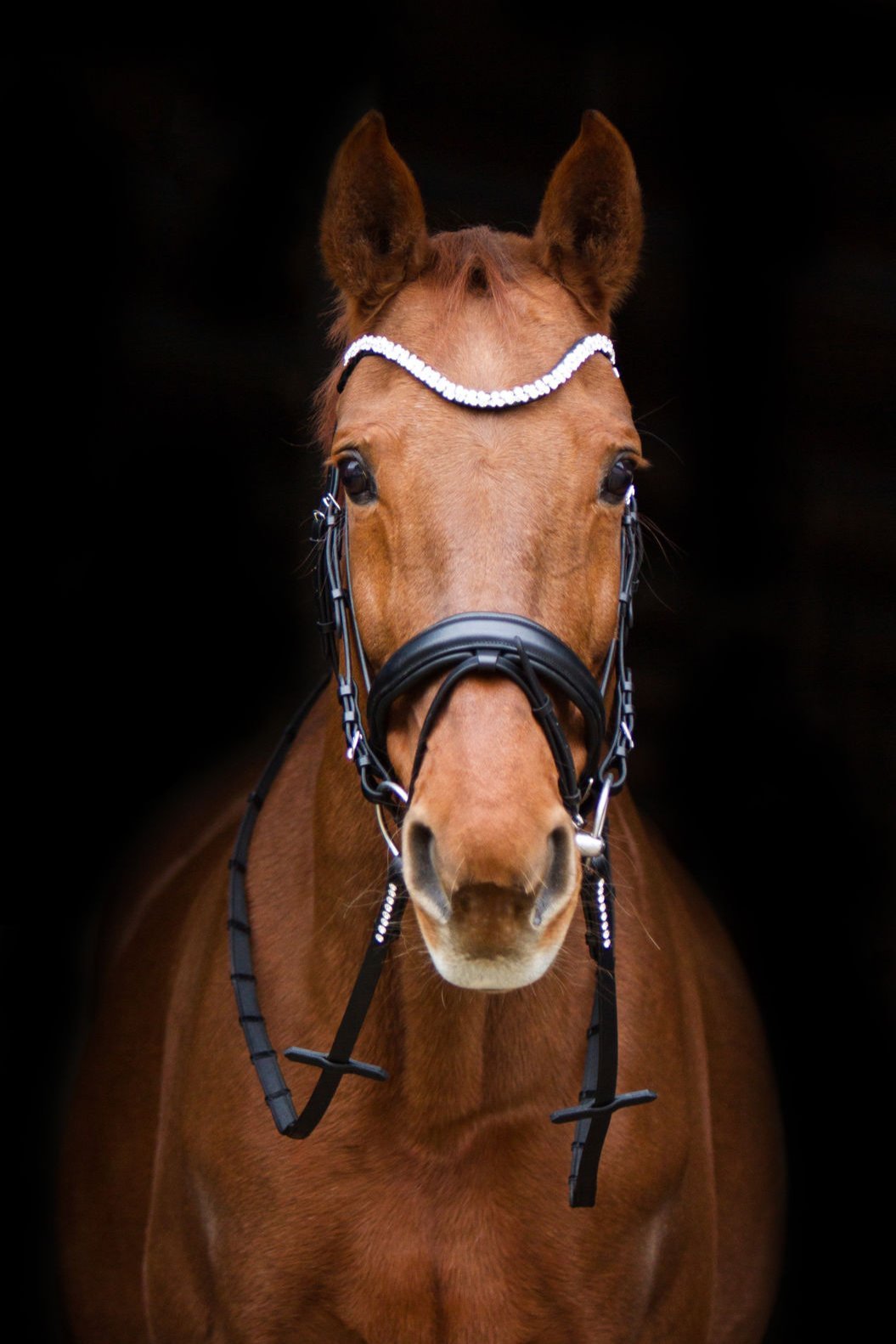 Trense Ascot (schwedisch - kombiniert) - Ascot Reitsportschwarz matt mit silbernen Beschlägen