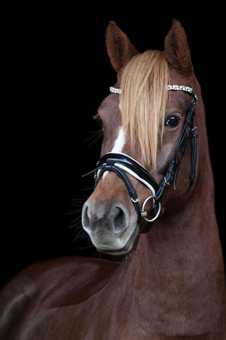 Anatomische Trense Ascot (schwedisch-kombiniert) schwarz/ weiß lack mit silbernen Beschlägen-Ascot Reitsport.