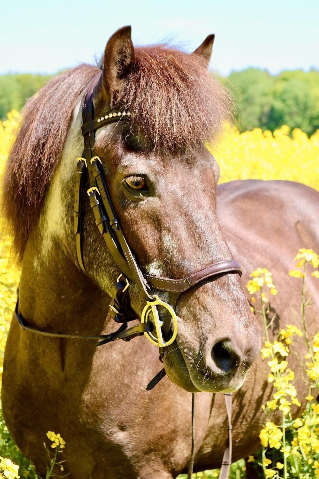 Trense Aslem - Ascot Reitsportschwarz mit silbernen Beschlägen