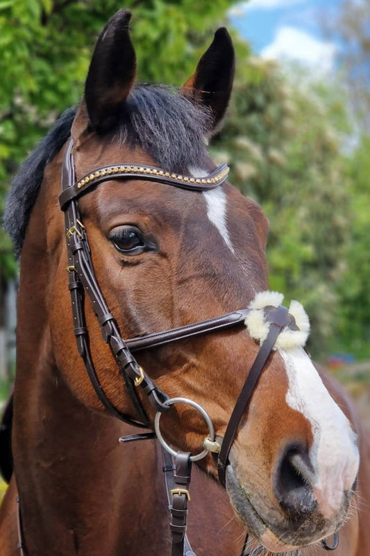 Anatomische Trense Cancún braun mit Messingbeschlägen mit Softleder-Genickstück von der Marke Ascot Reitsportartikel.