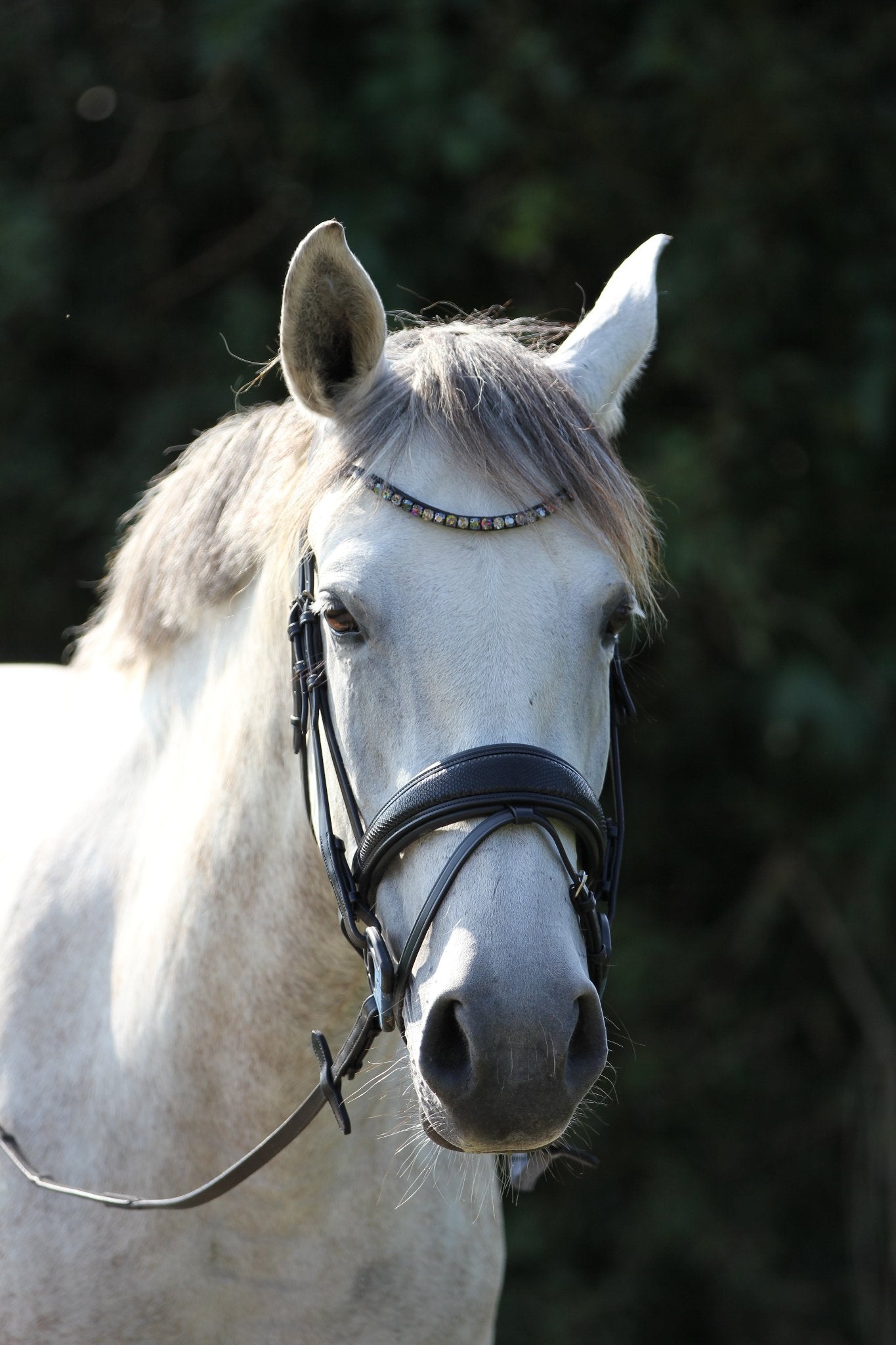 Trense Dallas - Ascot Reitsportschwarz mit silbernen Beschlägen