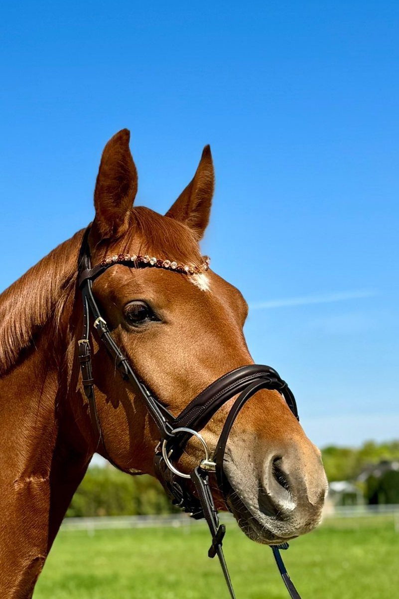 Trense Dublin - Ascot Reitsportbraun/ schwarz mit silbernen Beschlägen und Lederstirnriemen