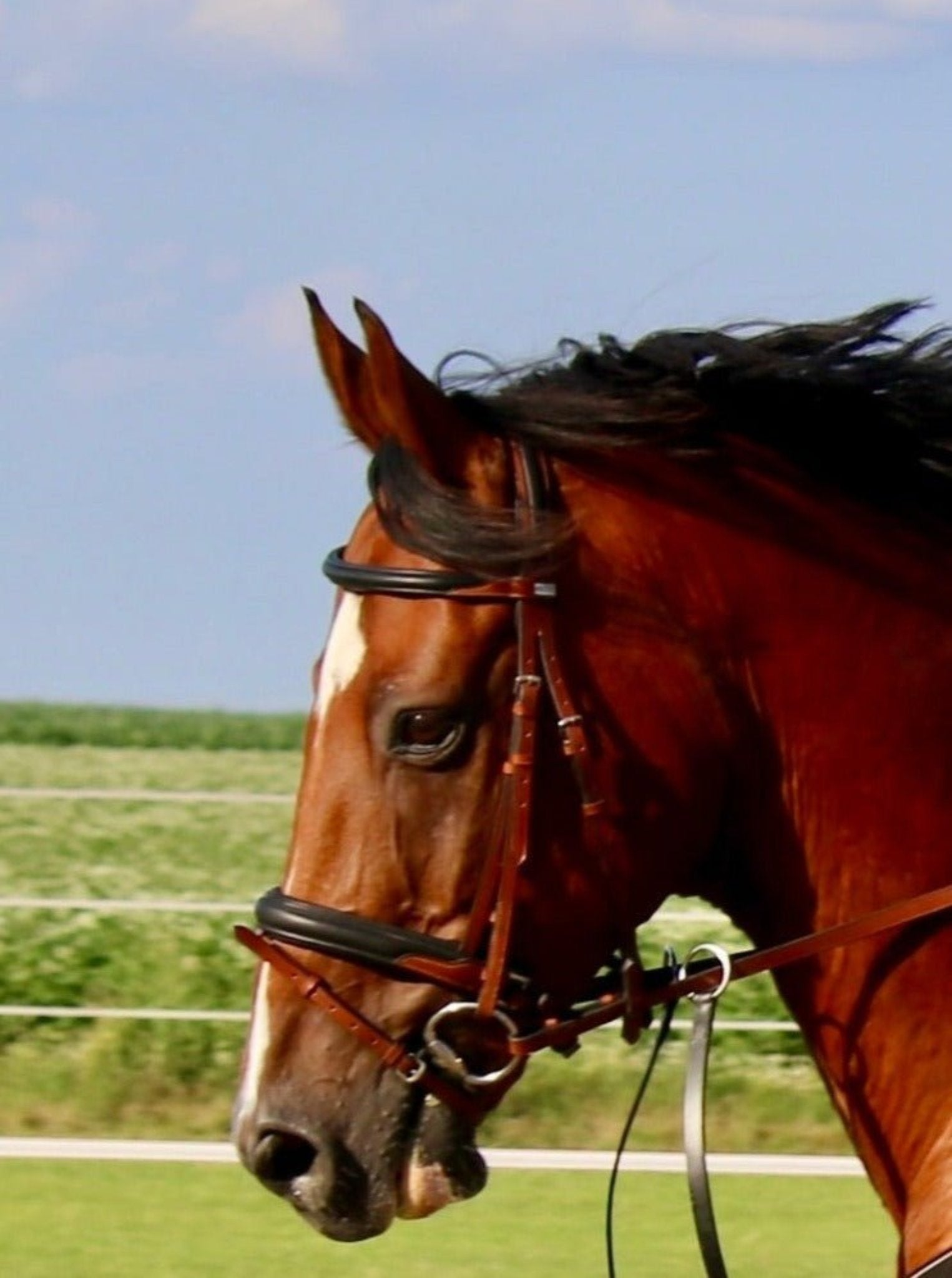 Anatomische Trense Dublin braun/ schwarz mit silbernen Beschlägen und Lederstirnriemen von der Marke Ascot Reitsportartikel.