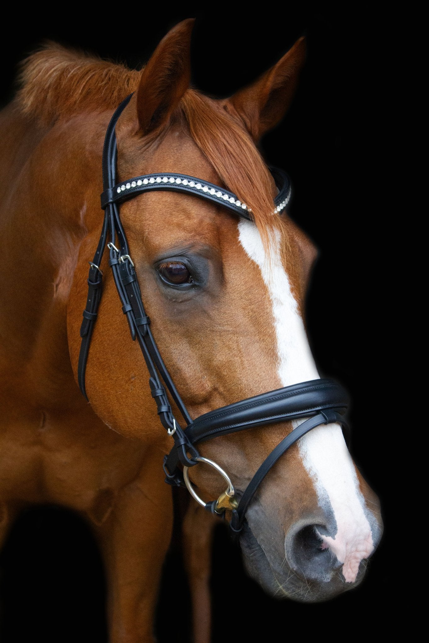 Trense Hamburg - Ascot Reitsportschwarz matt mit silbernen Beschlägen