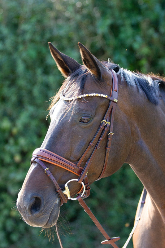 Trense Lima - Ascot Reitsportteak/ kiefer mit Messingbeschlägen